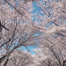 두 번째 벚꽃 이미지