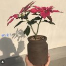 로자리안 이미지