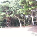 상양관광농원 Daum카페
