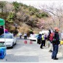 3월 28일 현재 진해 군항제의 벚꽃 개화상태 이미지