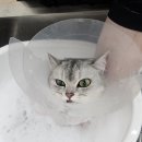 고양이 미용실 방울선생 이미지