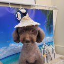 깐쵸네 애견서비스 이미지