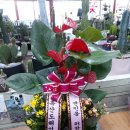 흑산도해성홍어 Daum카페