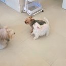 화암로 | 대구 달서구 강아지호텔 추천 | 모여라솜뭉치 내돈내산 1년 후기