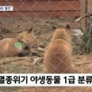씨지라인 이미지