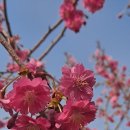 춘추벚나무(엘레강스 미유키)--2024.3.18 이미지