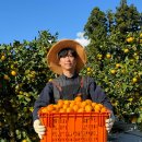 소발채찬팅 이미지