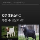 지리산토종흑염소농장 이미지