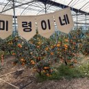 123농장 | 신화월드 근처 감귤 천혜향 따기 체험 미령이네 감귤농장 천혜향 따기 후기