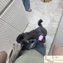알고보니피어싱 | 경안동피어싱 후기 - 엄마랑 갔다가 강아지한테 마음 뺏긴 날 🐾
