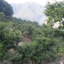 상관농장 이미지