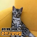 춘천 고양이집 | 춘천 데이트 가볼만한곳 [춘천고양이집]
