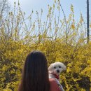 강아지 대공원 이미지