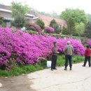 영일 농장 이미지