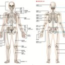 바디 컨피던스 이미지