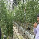 토마토25시 네이버블로그