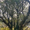 (주)제주가는길 | 제주 비자림 숲길 산책기, 바다 대신 숲에서 봄을 천천히 만났어요.