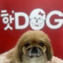 핫DOG 이미지