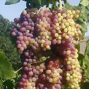실크로드레스토랑(silk road restaurant) | 투루판(Tulufán) '포도구(葡萄溝, Grape Valley)' 답사 : 신장(Xinjiang) 실크로드(Silk Road)