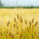 보리창고 이미지