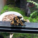 (주)그린펫 이미지