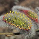 뮤지컬 봄날의 후리지아처럼 이미지