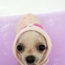 복실이 PC 이미지