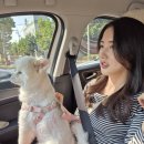 BHC 다대점 | 뭉이와 함께, 거제도 여행