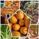 혜윤농장 이미지