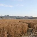 신성리생태공원 이미지