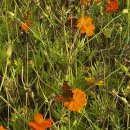 ‘한강’ 산책 | 남양주 한강공원 코스모스 산책 후기