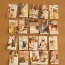 냥이싸롱 이미지