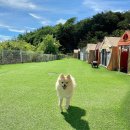 서청도농협각북지점 | 경북 청도 '청도신난다애견글램핑' : 경북 애견동반...동반숙소 추천 | 공기 좋은 글램핑장 1박2일 후기