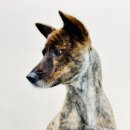 댕이샤워 이미지