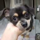 미르동물병원 | 안성 평택 강아지 항문낭제거 중성화 수술 전문 추천 오산 동물병원 미르 후기