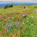 *7/15/2026, 수요일 정기산행 안내, Hurricane Ridge* 이미지