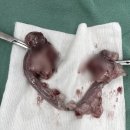 파크동물의료센터 이미지