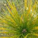 황금농장2 이미지