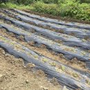 내대리 농장 이미지