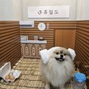 멍멍멍애견카페 | 부산 명지 애견동반 찜질방 휴일도 부산점 시설 주차 입장료 이용방법