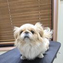 와따몽 이미지