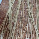 달성보약산민박 이미지