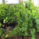 천산카페 이미지