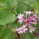 제주라일락 이미지