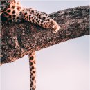 용의꼬리 이미지