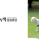 푸른정원펜션
