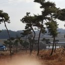 소나무조경