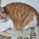 해운대도그워커 이미지