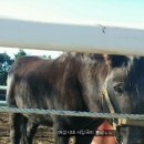 성목목장 이미지