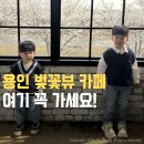 용인 벚꽃 보러 간다면 여기 꼭 가세요! 케이브로스커피 벚꽃뷰 카페 주차 꿀팁까지